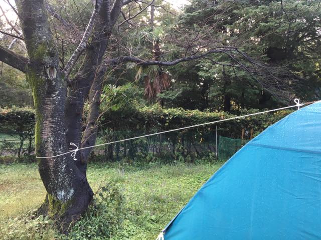 後ろの木にテントとタープをあわせました。
