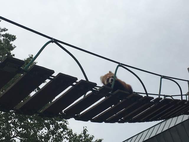 旭山動物園のレッサーパンダ